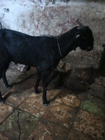 બકરો વેચવાનો છે