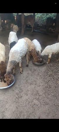 ગાડર