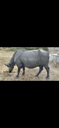 3 ભેંસ વેચવાની છે