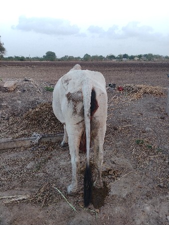 ગાય વેચવાની છે