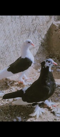 જોતો વેચવા નો છે 1 નંબર જોતો છે