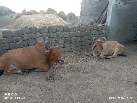 બળદ વેચવાના છે