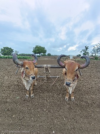 બળદ