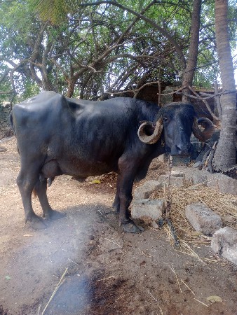 ભેચ
