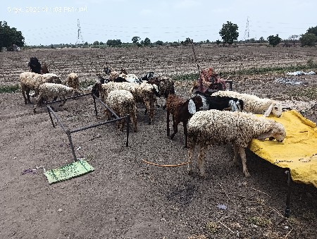 13 ઘેટા વેચવાના છે