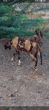 આ બે બકરી વેચવાની છે