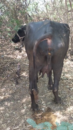ભેંસ વેચવાની છે