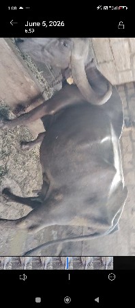 ભેંસ વેચવાની છે