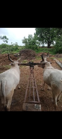 સાટા કરવાના છે
