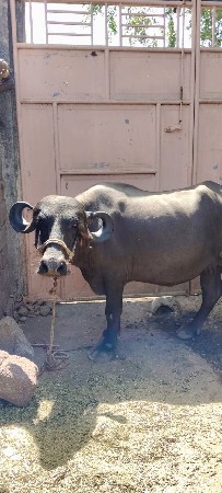 ભેંસ વેચવાની છે