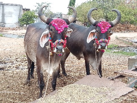 બળદ વેચવાના છે