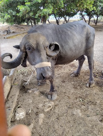 ૪ વેતર  ૩  મહિના  ની   વિયાયેલ
