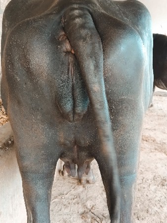 ખડેલી વેચવાની છે