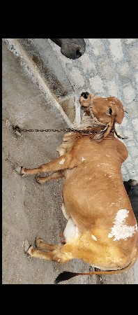 વેસવાનીશે