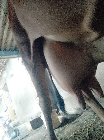ગાય વેચવાની છે
