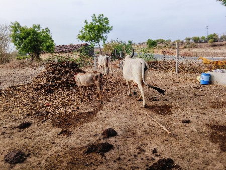 આગાયોવેસવાનીસે