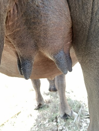 ભેંસ વેચવાની છે