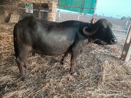 ભેંસ વેચવાની છે