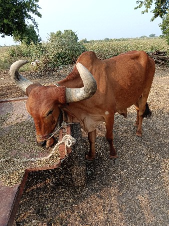 આબડધ઼વેચવા.છે.