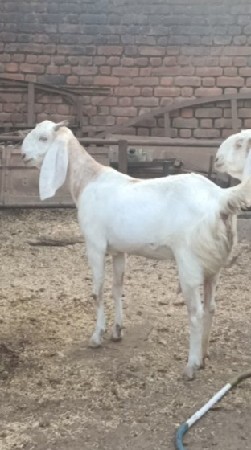 2 બકરીયું આપવાની છે.