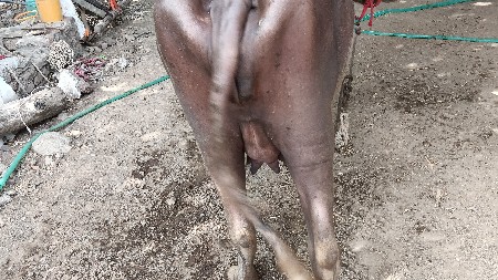 પહેલ વેતરી ખરેલી વેચવાની