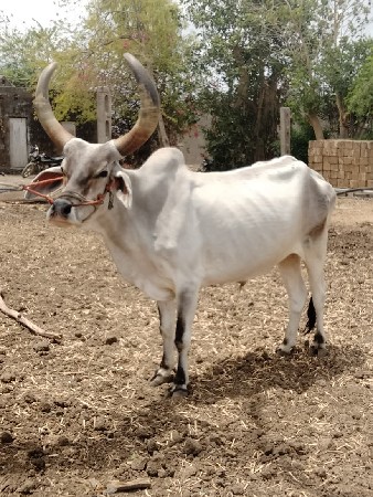 ત્રણ વાવણી  વાવેલો છે