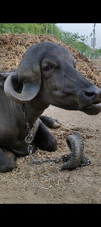 ટોપલ જાફરાબાદી ખડી