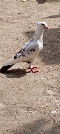 કબુતર વેચવા નાછે