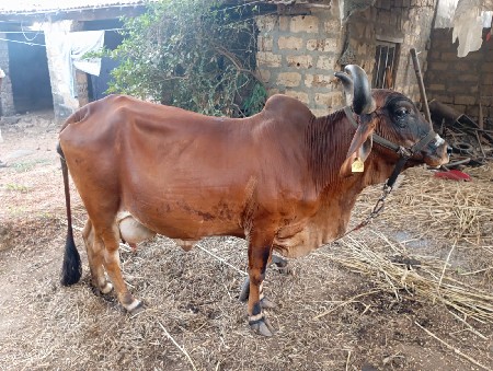 ગાય બેસવાની સે
