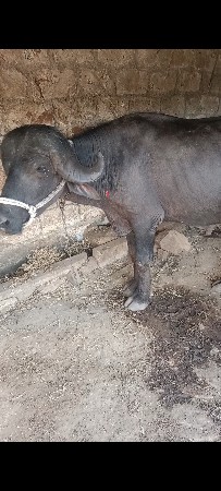 છ દાંતે પાડો૪૫હજાર