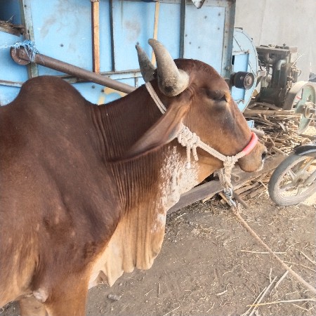 ગીર ગાય મો૯૭૨૨૫૨૪૩૧૧