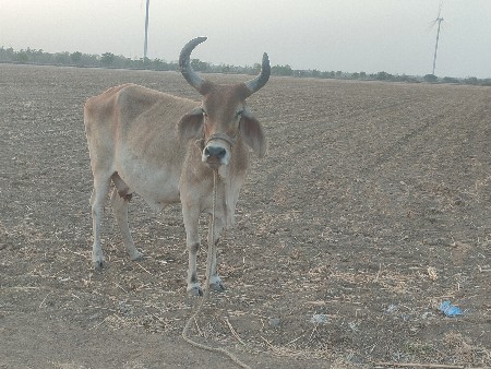 ગાય વેચવાની છે