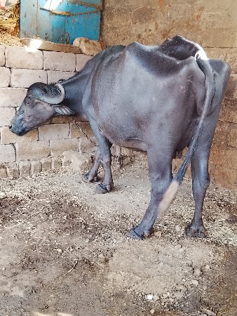 ભેંસ વેચવા ની છે