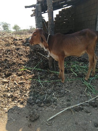 આ ગાય વેચવાની છે