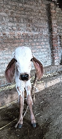 ગાય વેચવાની છે
