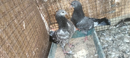 કબુતર ની જોડી વેચવાની છે