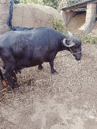 ભેંસ વેચવાની છે