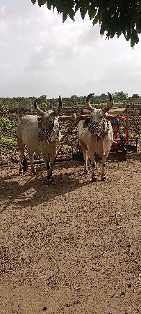 બીજી ધર