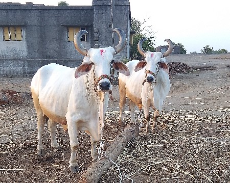બળદ વેચવાના છે
