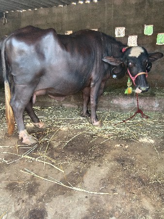 સાટાપણકરવાનાછે