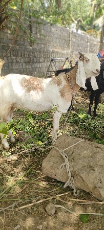 પડી છે બકરી વેચાવશે