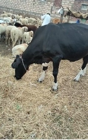 ગાયના સાટા કરવાના છે