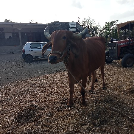 આ બળદ વેચવાના છે