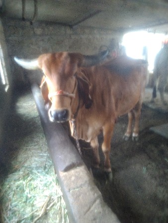હોડકી વેચવાની છે