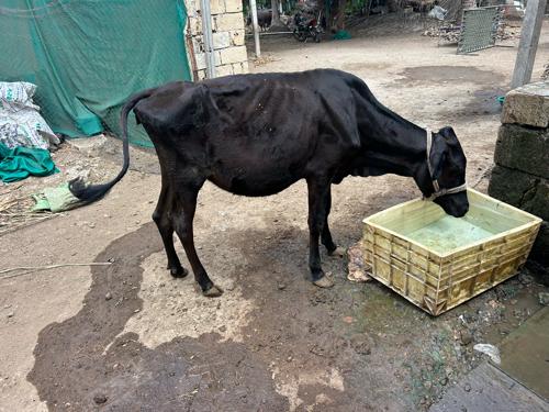 20 માહી નાની છે