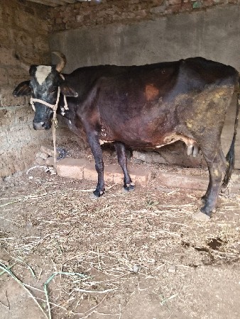 આ ગાય વેચવાની છે