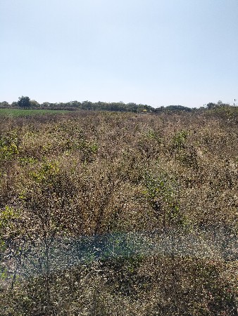 જમીન વેચ વાની છે બે વીઘા છે