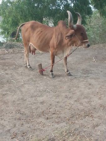 ગાય