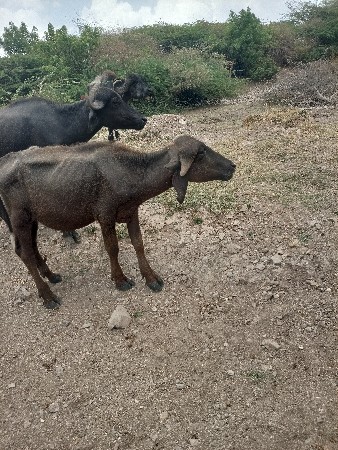 જેમલસીભાઇ