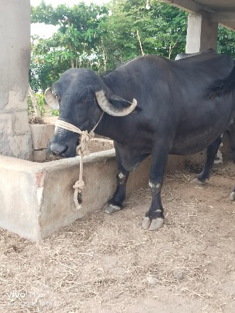 ભેંસ વેચવાની છે
